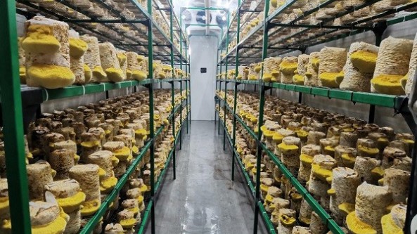 “软黄金”桑黄产业如何走出乱象？上海食用菌科研团队牵头起草《千岛湖宣言》