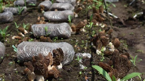 仿野生半露天羊肚菌在青海省互助县北山林场种植成功
