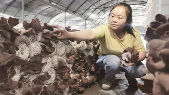 贵州省德江县：发展黄背木耳产业 帮助农民走向“短平快”增收致富之路