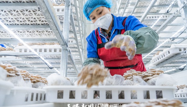 贵州省大方县食用菌远销 深受市场消费者青睐