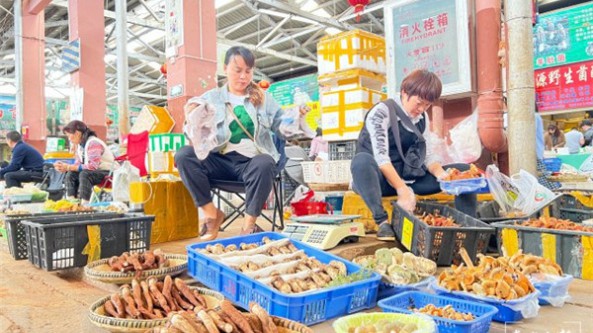 野生菌价格又下降 每天150吨送至云南水木花交易中心