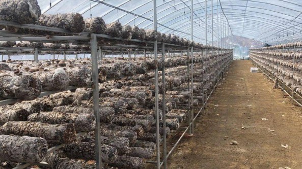 陜西省留壩縣：“棚改換種”推進食用菌產業提質增效