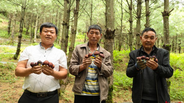 貴州威寧：1100畝赤松茸撐起群眾“致富傘”