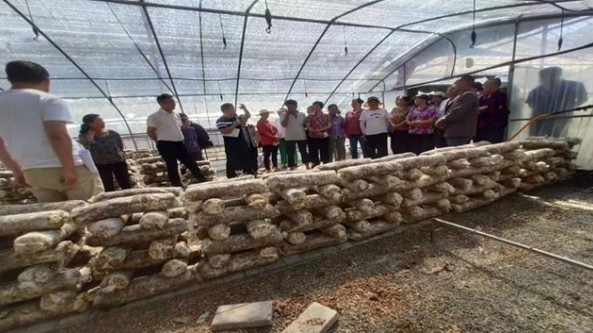 陕西省山阳县王庄村：多举措为群众发展香菇产业奠定坚实技术基础