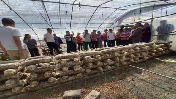 陜西省山陽縣王莊村：多舉措為群眾發展香菇產業奠定堅實技術基礎
