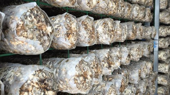 陕西省商南县：打造高效农业 香菇打入韩国市场