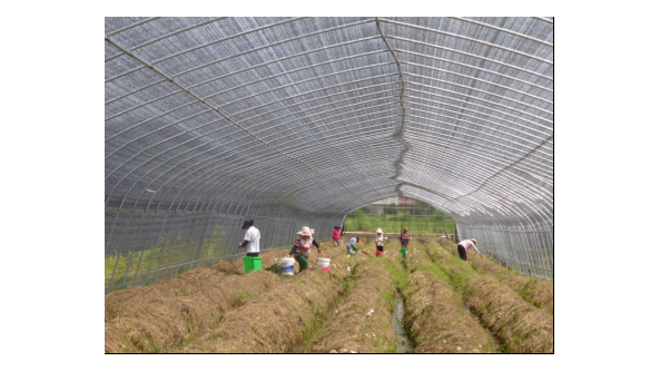 湖北省大冶市：种植竹荪 带动农户就业增收