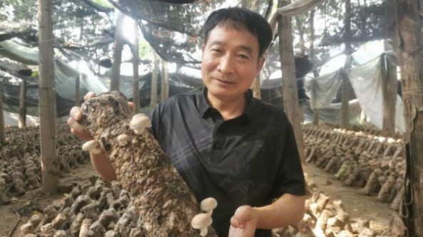 湖北省陽新縣：加快推進鄉(xiāng)村振興建設步伐 小香菇撐起鄉(xiāng)村振興致富傘