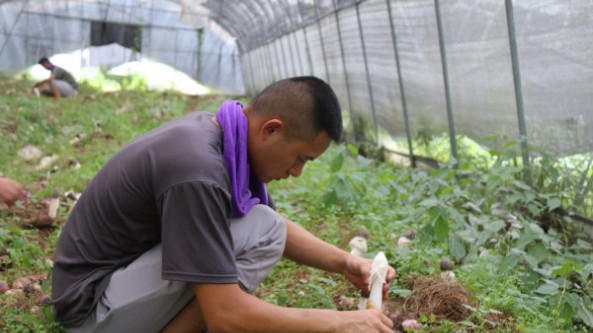 贵州纳雍县：大棚种植红托竹荪40多万棒 进入采收季