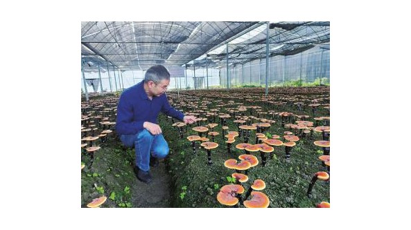 四川甘孜白肉靈芝從“仙境”下“凡間”