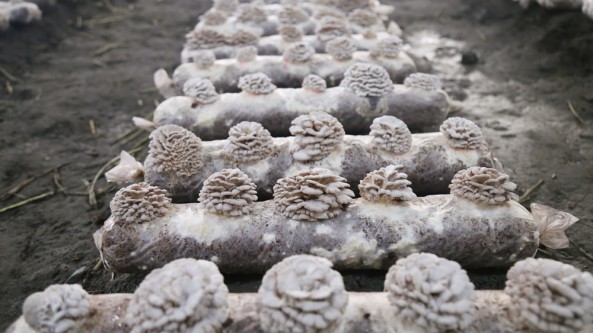 新疆生產建設兵團二師三〇團二連：種植蘑菇 拓寬職工增收路