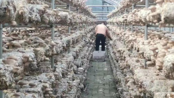河南盧氏縣：在打造品牌與精深加工上求突破 拉動香菇產業發展