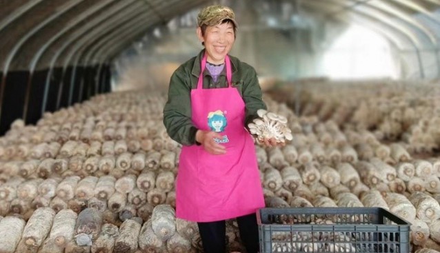 安徽望江：平菇種植帶領村民走上致富路