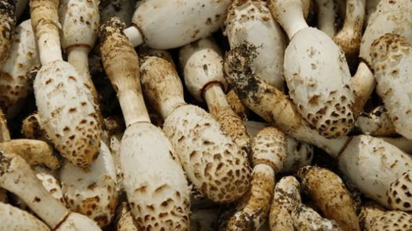 貴州桐梓：“菌中新秀”雞腿菇上市 助力鄉(xiāng)村振興