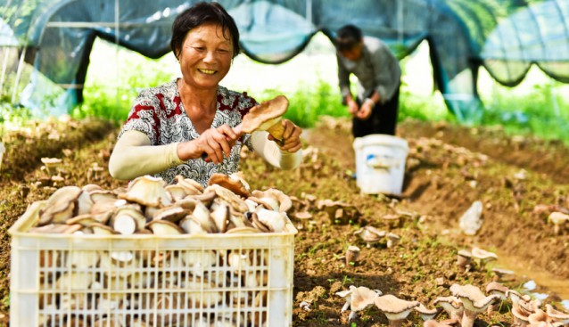 江西资溪：引进本土人才提供专业咨询服务 食用菌铺就致富路