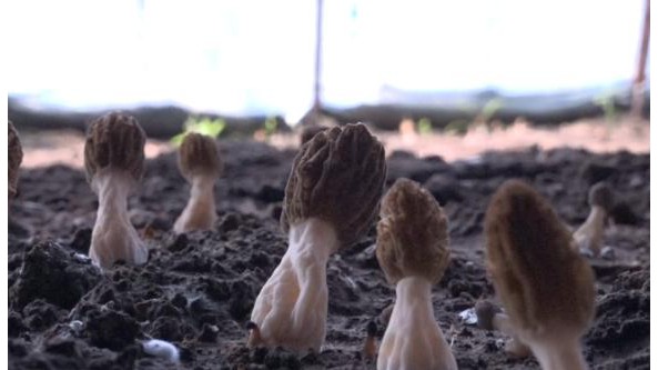 黑龍江肇源縣人大常委會第十小組視察浩德蒙古族鄉壯大羊肚菌產業經濟工作發展情況