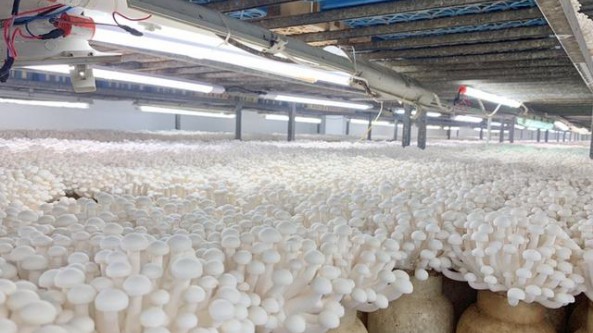 打出“精準幫扶”組合拳 上海海關助力新鮮食用菌暢銷國外