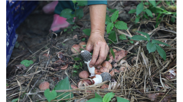 江西宜黃：林下種植紅托竹蓀 拓寬生態致富路