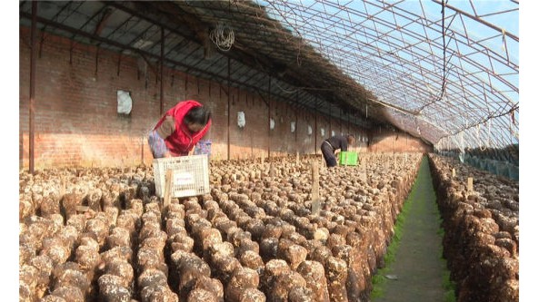 吉林省農安縣合隆鎮：日光大棚種香菇 加快推進農業轉型升級