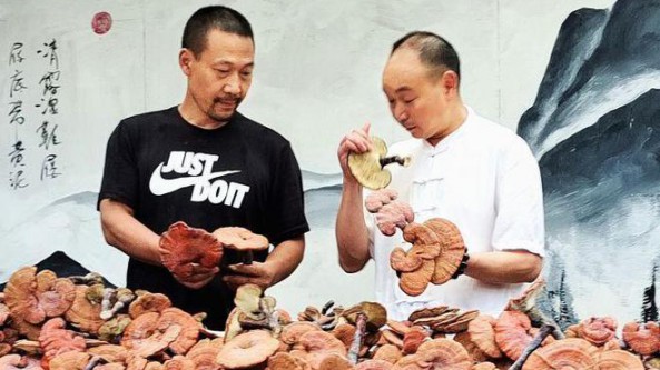 峨眉山千年靈芝驚現(xiàn)靈芝谷 長(zhǎng)勢(shì)喜人