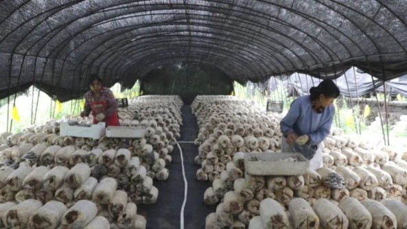 吉林省白山市渾江區發展高端食用菌產業 提檔升級