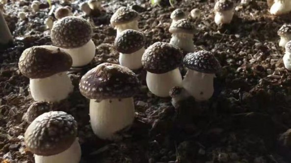 四川理塘縣大球蓋菇喜獲豐收 菌類種植產業年產值達千萬元