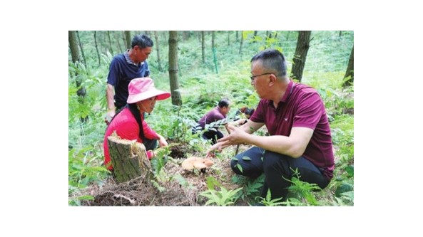 貴州長順：種植靈芝產業興 林下變成“聚寶盆”