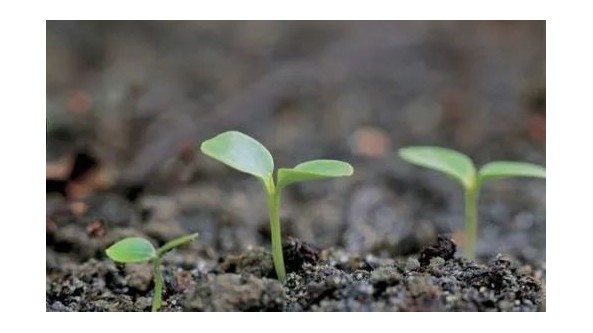 農業農村部：將再次啟動《植物保護法》立法調研，加快立法工作