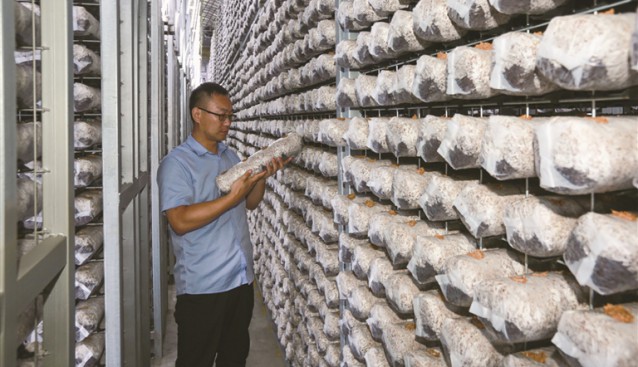 山東七河生物香菇香飄四海 是全國最大的香菇菌棒出口企業