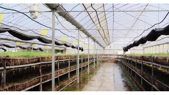 湖北襄州區：探索“水稻+大球蓋菇”綠色高質高效種植模式 實現生態效益共贏