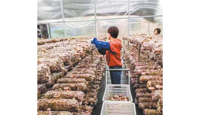 河南隆源农业科技股份有限公司员工菌棚内采摘香菇