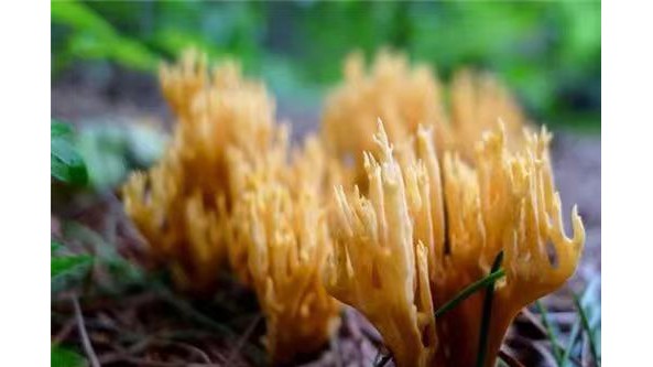 云南易門：菌子飄“香” 知名度不斷提升