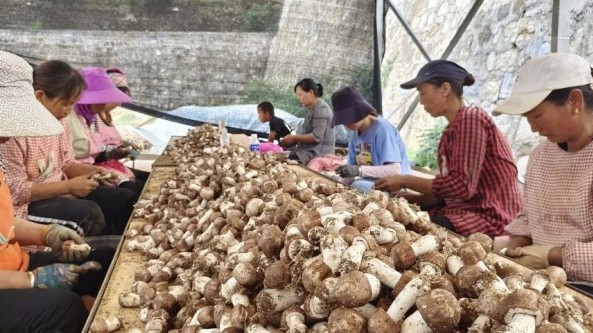 姬松茸“叩开”香格里拉开发区村民致富门