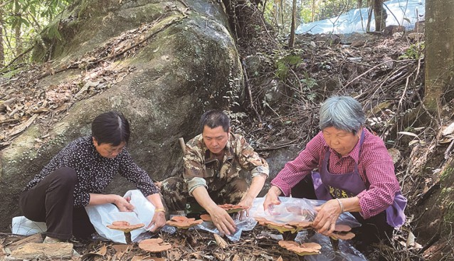 浙江龙泉工人们紧锣密鼓地对仿野生灵芝进行人工套袋采收工作