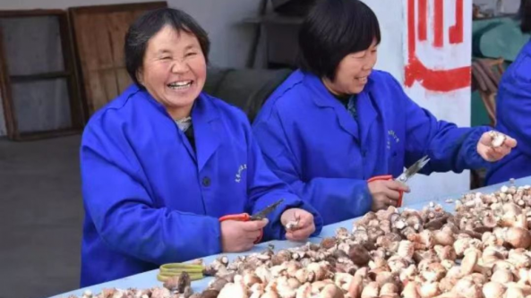 河南鎮平縣二龍鄉：小香菇成為山區群眾增收大產業
