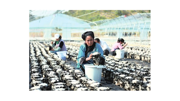 贵州省三都县：小小食用菌 孕育好“丰”景