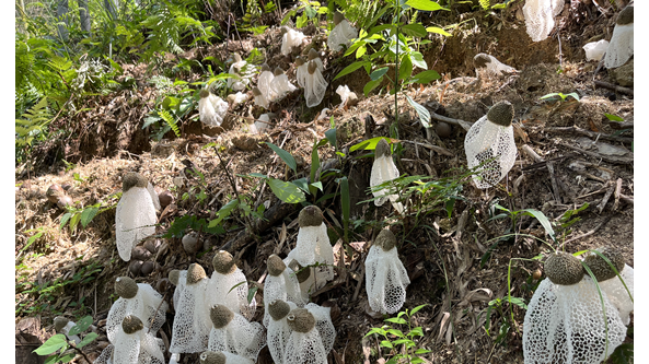 科技助力竹荪生产 广西融水竹荪喜获丰收