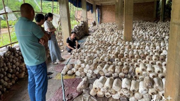 華農科技特派員前往廣東東源縣開展科技幫扶工作 助力食用菌產業發展