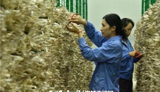 貴州關嶺落葉新村：大力發展食用菌產業 帶動群眾增收致富
