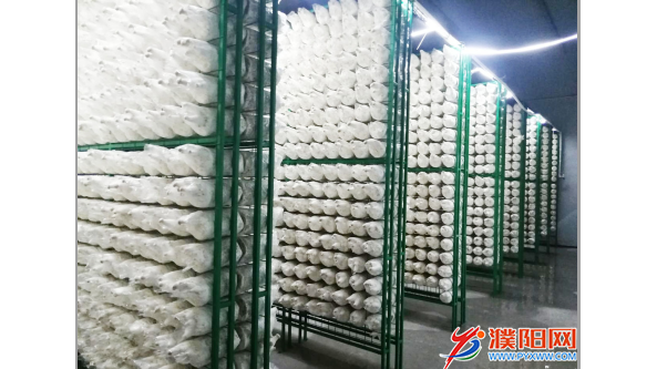 河南省濮陽縣胡狀鎮：發展特色菌菇產業 助推鄉村華麗蛻變