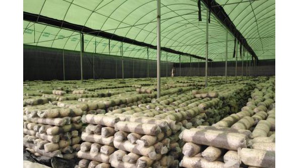 福建省永安市：專業化生產引領食用菌產業發展