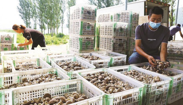 河北省平泉市：大力發展食用菌特色產業 促進菌業發展和鄉村振興