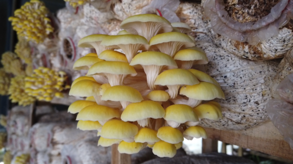 新疆麥蓋提縣：發展蘑菇特色種植產業 為鄉村振興提供強有力產業支撐