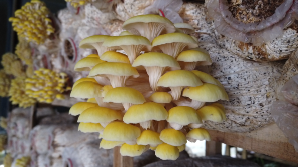 新疆麥蓋提縣：發(fā)展蘑菇特色種植產(chǎn)業(yè) 為鄉(xiāng)村振興提供強(qiáng)有力產(chǎn)業(yè)支撐