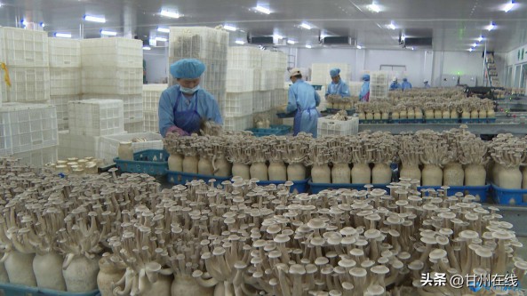 甘肃神农菇业：工厂化量产鹿茸菇 打造循环农业高质量发展模式