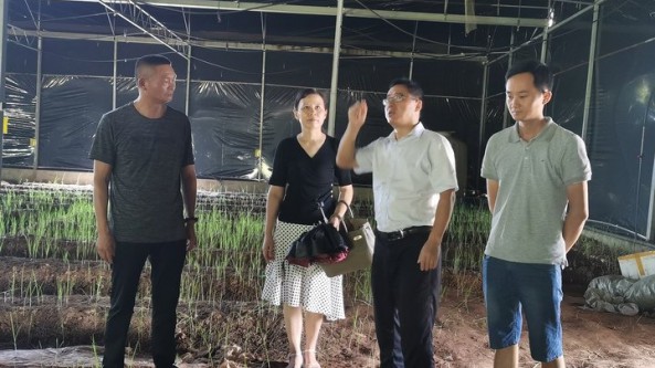 江西省食用菌科技特派團赴吉州區開展紅托竹蓀生產技術服務