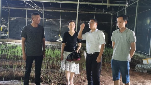 江西省食用菌科技特派团赴吉州区开展红托竹荪生产技术服务