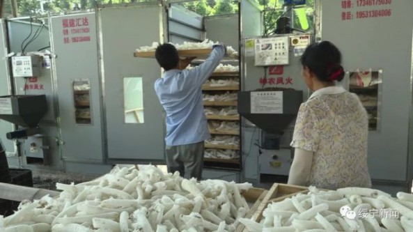 湖南省綏寧縣建文生態種養專業合作社負責人陳玉文：發展竹蓀產業助力鄉村振興
