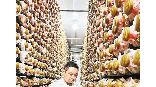 重慶城口松坤菌草科技開發有限責任公司何立坤：帶領村民將羊肚菌銷往全國