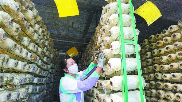 青海省民和縣：廢棄養殖場上“長”出現代化食用菌溫棚